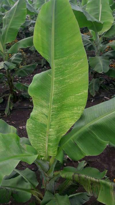 ಬಾಳೆಯ ಸ್ಟ್ರೀಕ್ ವೈರಸ್ - ಬಾಳೆಹಣ್ಣು