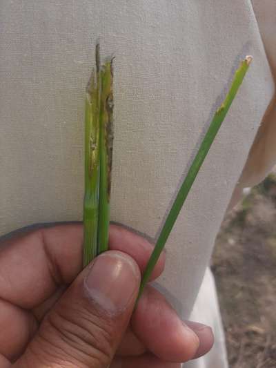 Lesser Stalk Borer of Maize - Wheat