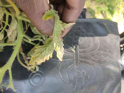 Phosphorus Deficiency - Tomato