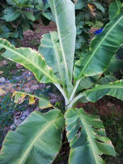 Panama Disease - Banana