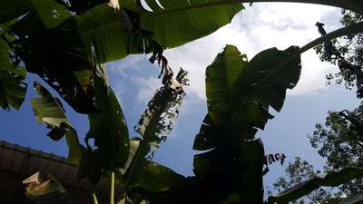 Castor Hairy Caterpillar - Banana