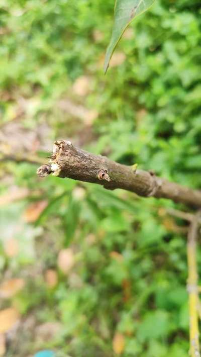 Mango Dieback Disease - Mango