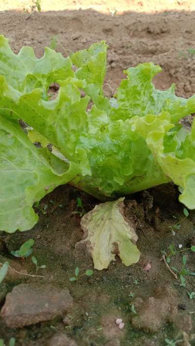 Downy Mildew - Lettuce