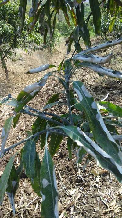 Cashew Leafminer - Mango