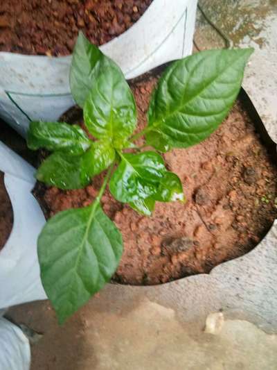 മുളകിലെ ഇലപ്പേനുകള്‍ - കാപ്സിക്കവും മുളകും