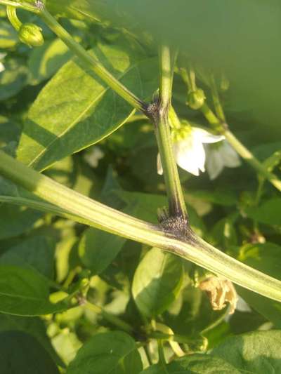 Stem Rot - Capsicum & Chilli