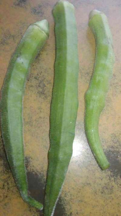 Boron Deficiency - Okra