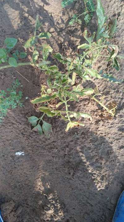 स्पाइडर माइट - टमाटर