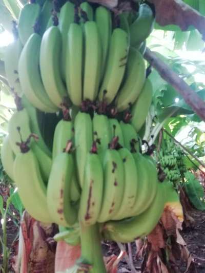 Anthracnose of Banana - Banana