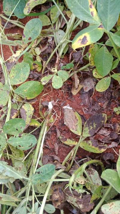 Alternaria Leaf Spot Peanut - Peanut