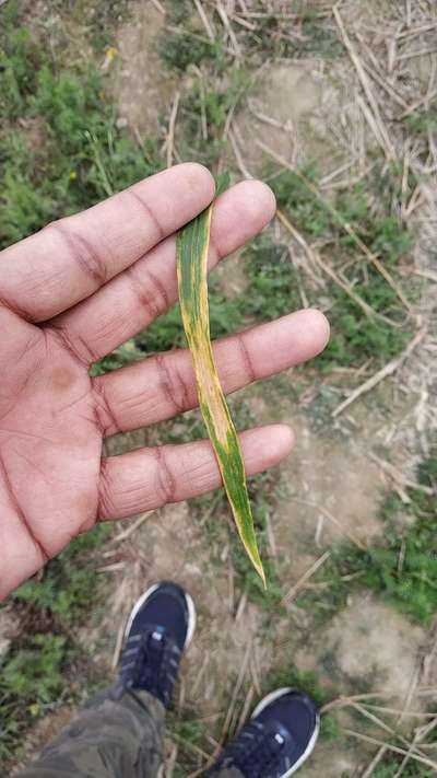 Leaf and Glume Blotch of Wheat - Wheat