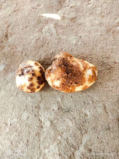 બટાકા પર ભીંગડા - બટાટા