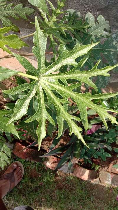 Broad Mite - Papaya