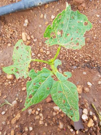 Flea Beetles - Bean