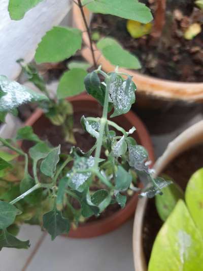 Whiteflies - Capsicum & Chilli