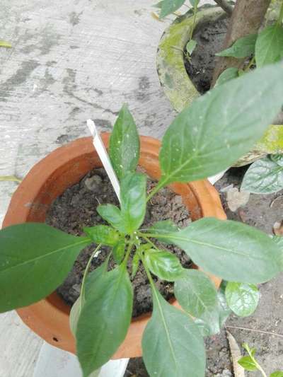 Boron Deficiency - Capsicum & Chilli