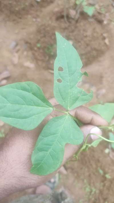 Tobacco Budworm - Black & Green Gram