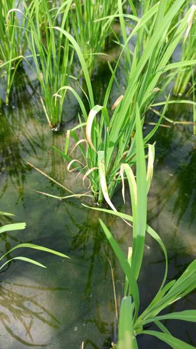 Bacterial Leaf Streak - Rice