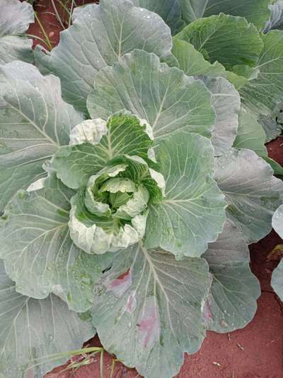 ಬೋರಾನ್ ಕೊರತೆ - ಎಲೆಕೋಸು