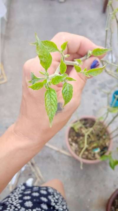 Ácaro Rojo de los Cítricos - Capsicum y chile