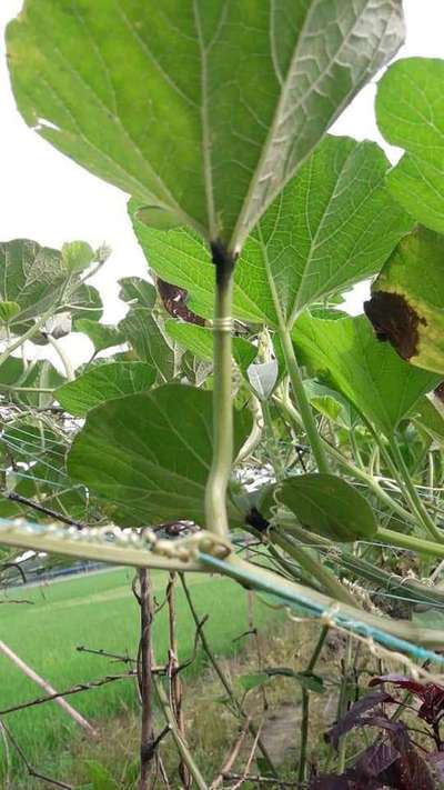 মরিচের চনিফরা ঝলসানো রোগ - কুমড়া