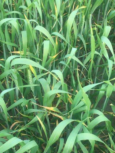 Potassium Deficiency - Wheat