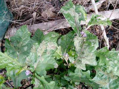 Tobacco Mosaic Virus - Brinjal