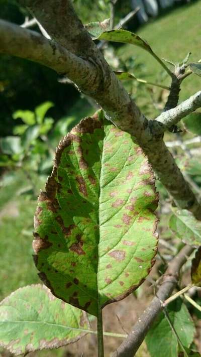 Angular Leaf Spot - Apple