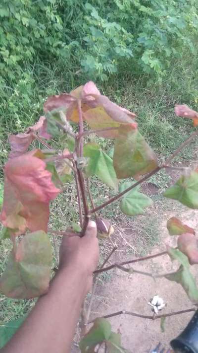 Magnesium Deficiency - Cotton