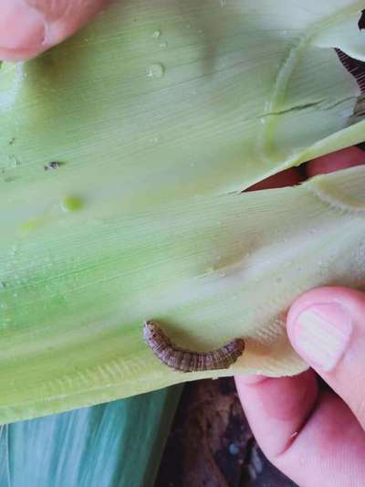 Fall Armyworm - Maize