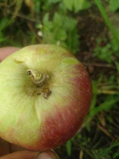 Apple Fruit Moth - Apple