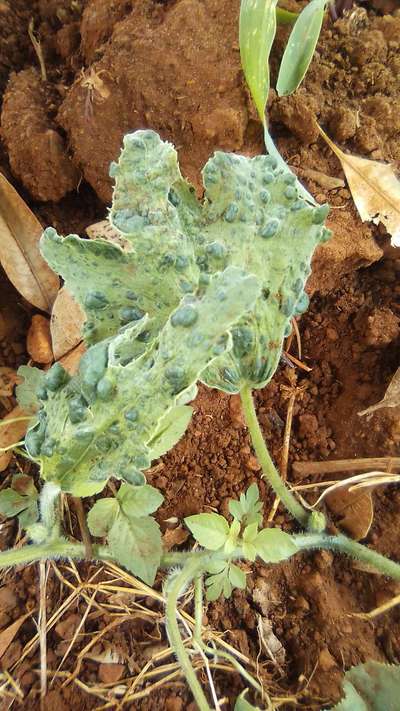 Cucumber Mosaic Virus - Pumpkin