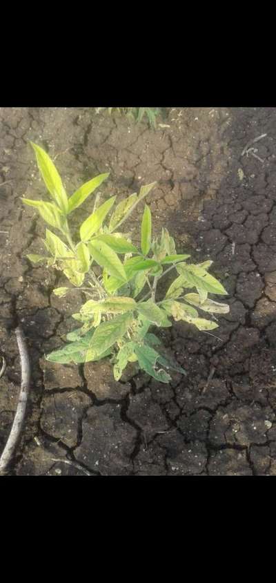 Leaf Miner Flies - Pigeon Pea & Red Gram