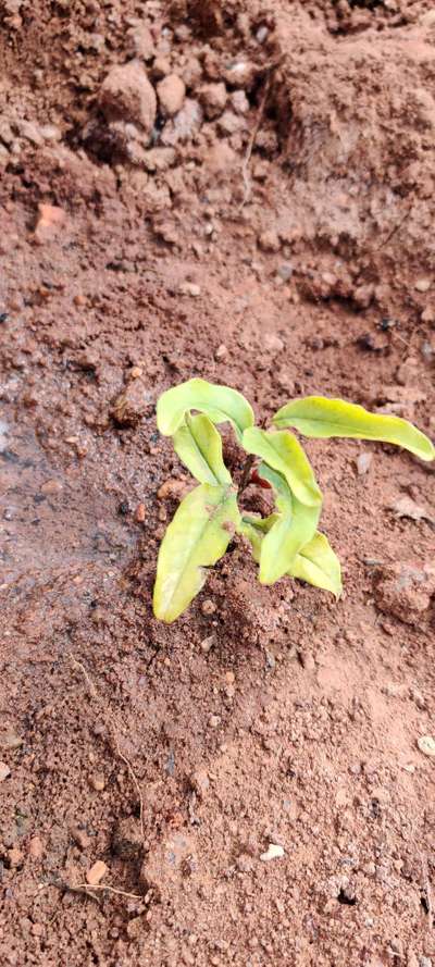 Nitrogen Deficiency - Pomegranate