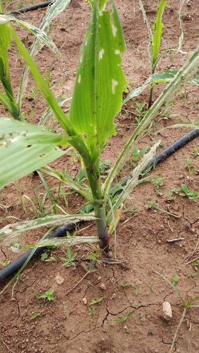 Violet Stem Borer - Maize