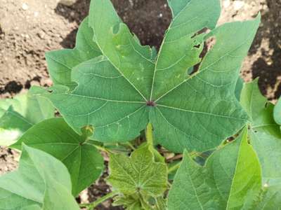 Broad nosed Weevils - Cotton