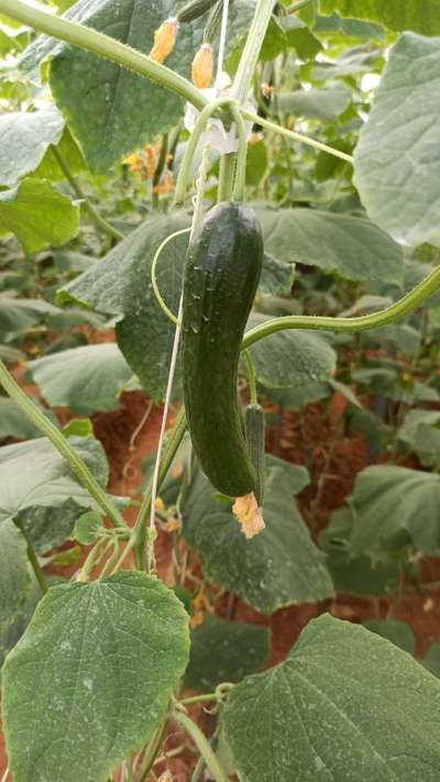 Boron Deficiency - Cucumber