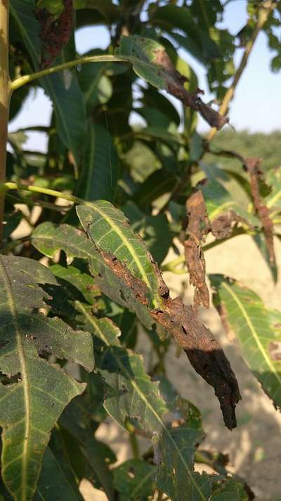 Hairy Caterpillars - Mango