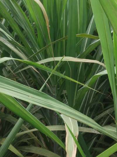 Woolly Aphid - Sugarcane