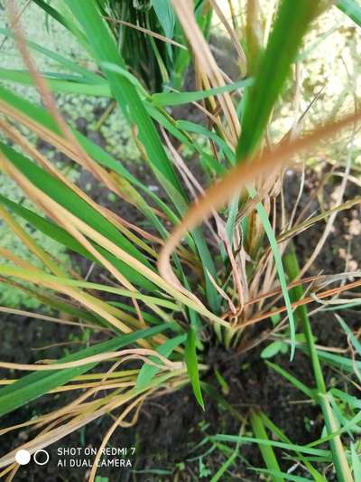 Stem Rot of Rice - Rice