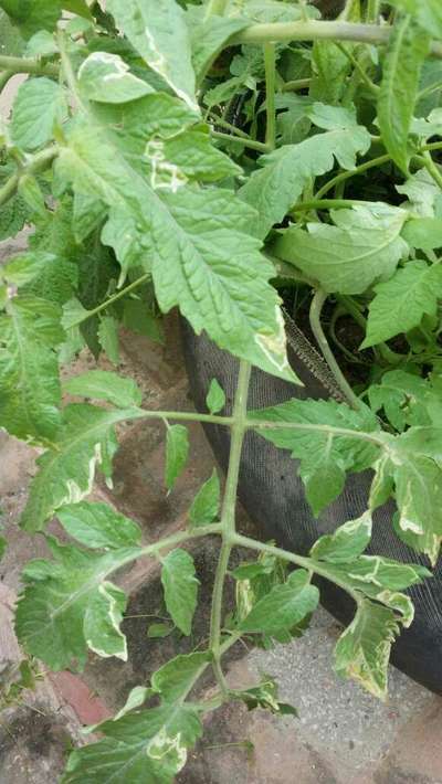 Leaf Miner Flies - Tomato