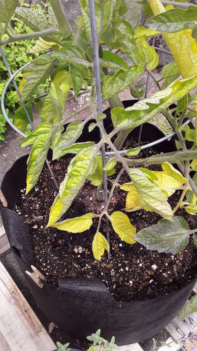 Phosphorus Deficiency - Tomato