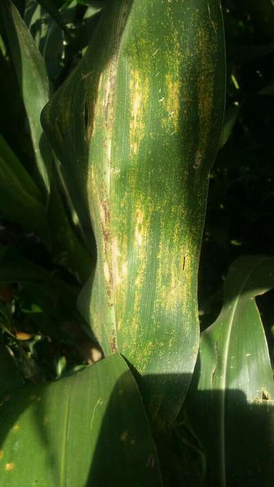 Northern Leaf Blight - Maize