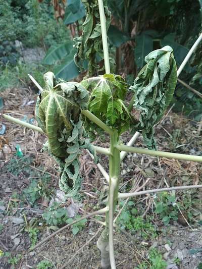 Bacterial Wilt - Papaya