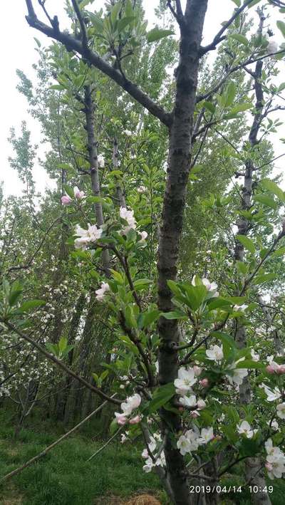 Fruit Tree Canker - Apple