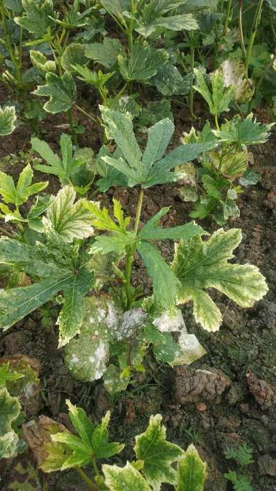 Bhendi Yellow Vein Mosaic Virus - Okra