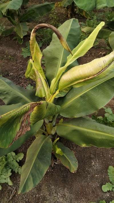 ಕ್ಯಾಲ್ಸಿಯಂ ಕೊರತೆ - ಬಾಳೆಹಣ್ಣು