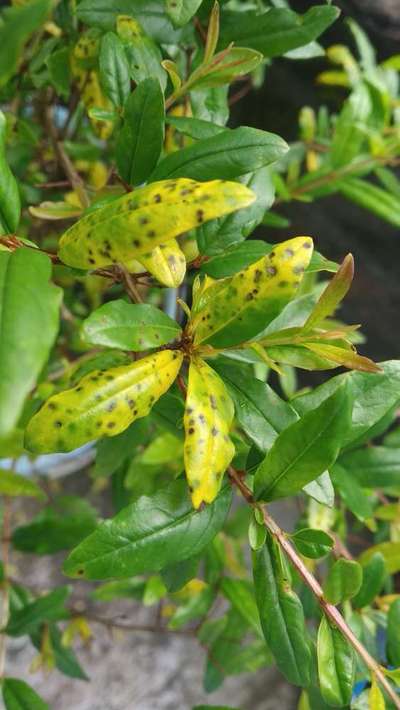 মরিচের ফোস্কা রোগ - ডালিম