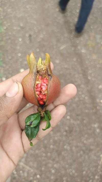 Fruit Cracking - Pomegranate