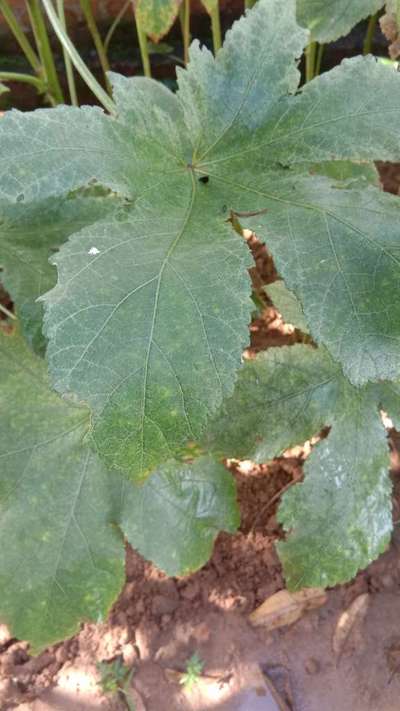 Leafhoppers and Jassids - Okra